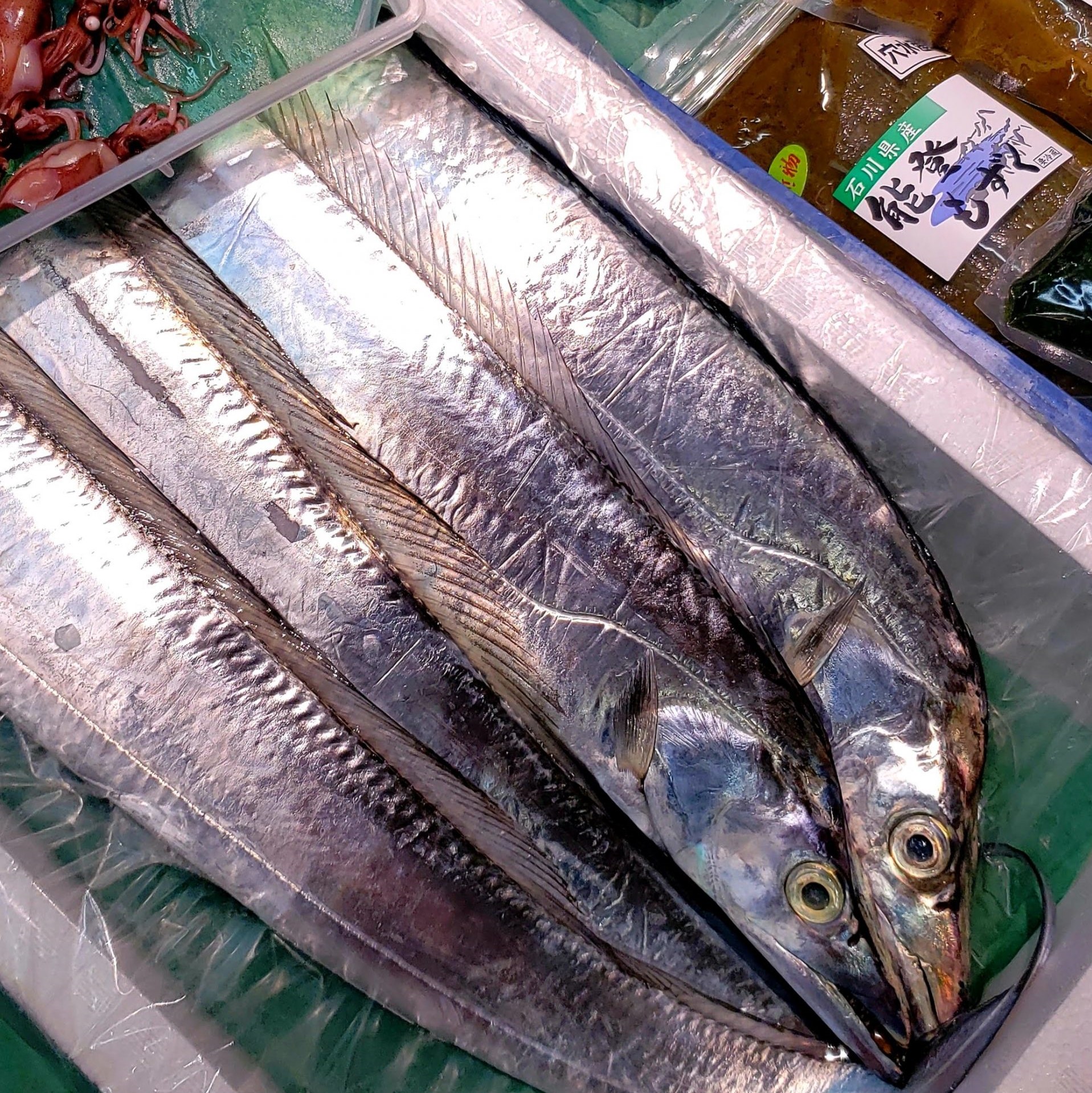 乾燥サナギ 7kg 錦鯉 肉食魚 爬虫類 ニワトリ カエルの餌に+evergroup